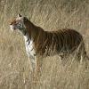 Tiger at Bandhavgarh National Park