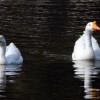 Geese at Amravati Park